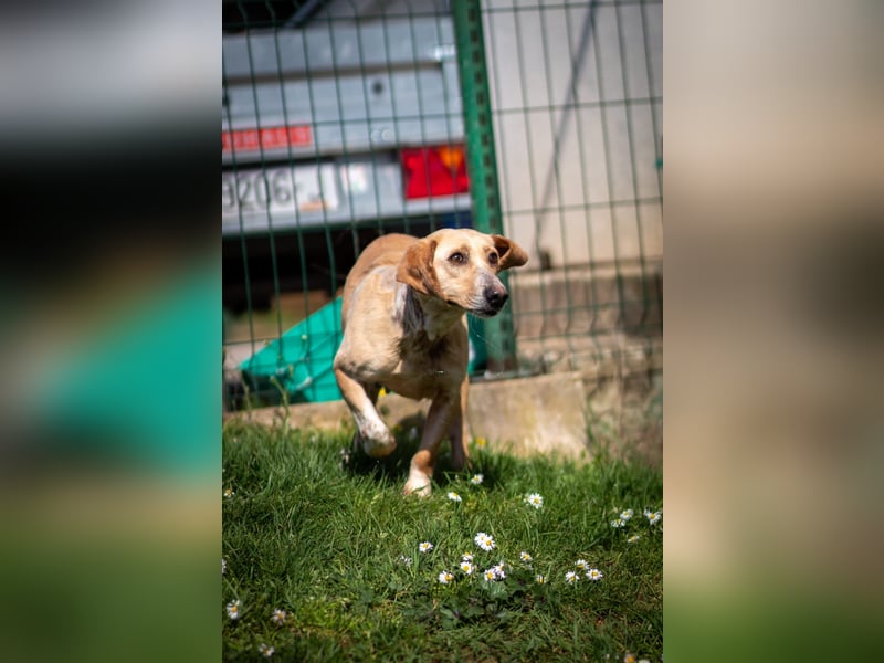 Freundliche J.J ( * 02 / 2023 ) sucht ihre Familie