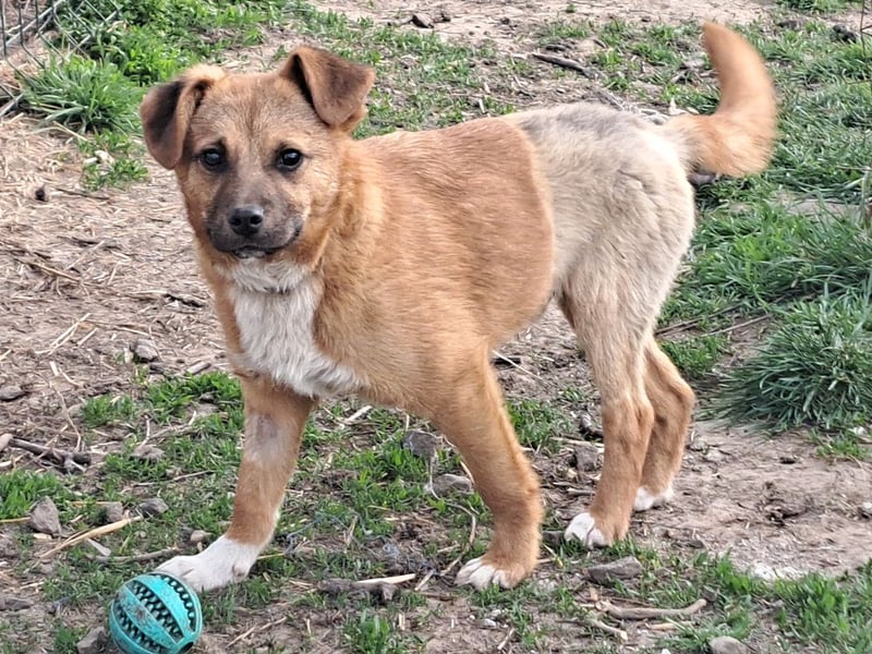 Kleiner Mango ( * 08/2025 ) sucht seine Familie