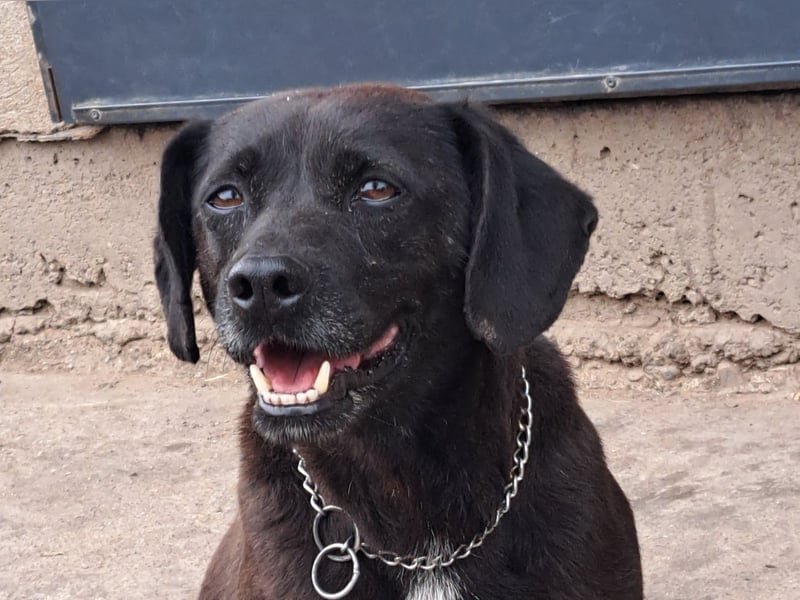 Indy ( * 07 / 2018) sucht ihre Menschen