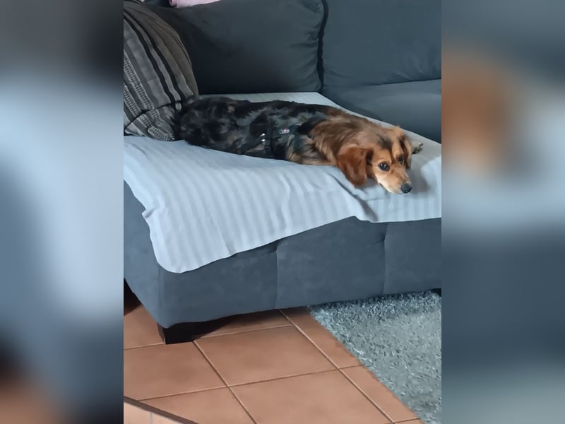 Kleiner Teddy ( * 07 / 2024 ) sucht dringend neues Zuhause