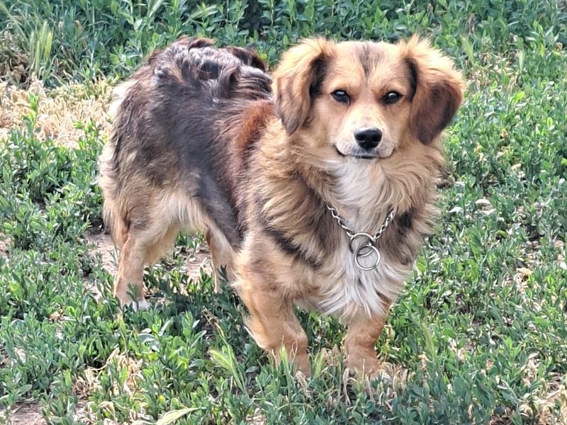 Kleiner Teddy (*07/2024 ) sucht seine Familie