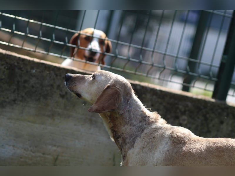 Freundliche J.J ( * 02 / 2023 ) sucht ihre Familie