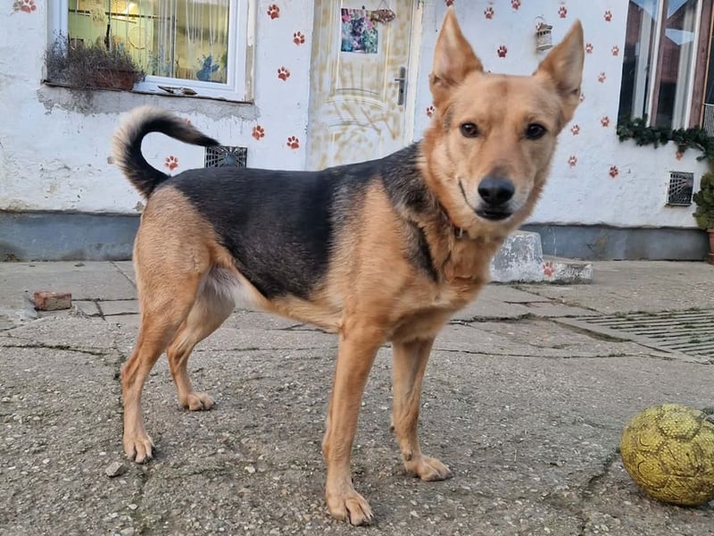 Kleiner Jesse ( * 06/2019 ) sucht seine Menschen