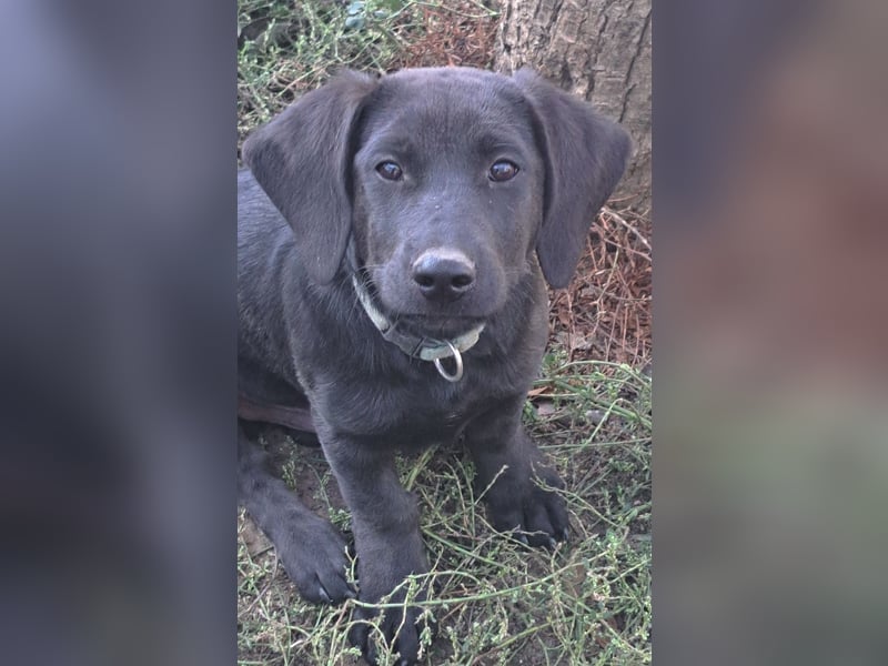 Kleiner Norman ( * 06/2026 ) sucht seine Familie