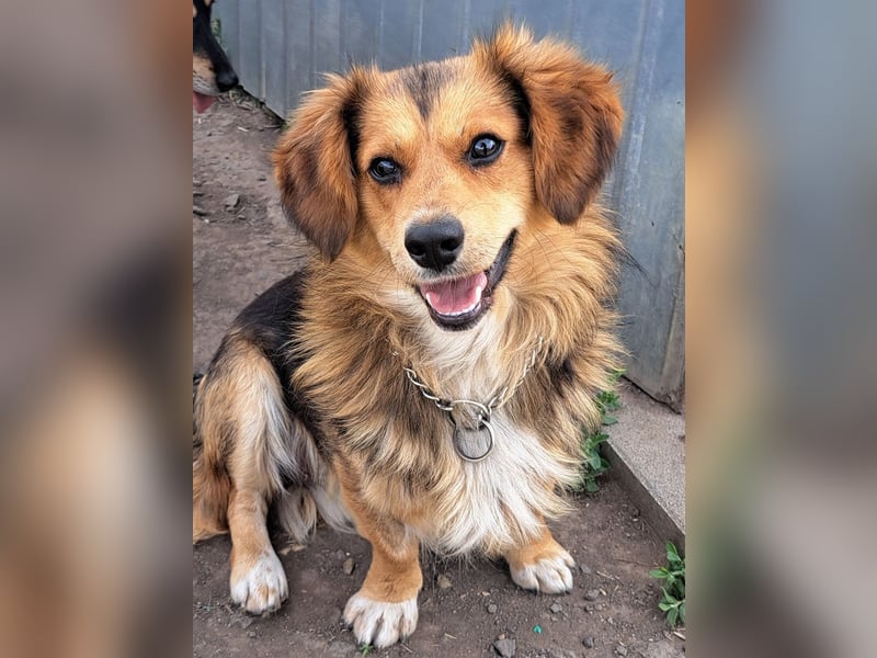 Kleiner Teddy (*07/2024 ) sucht seine Familie
