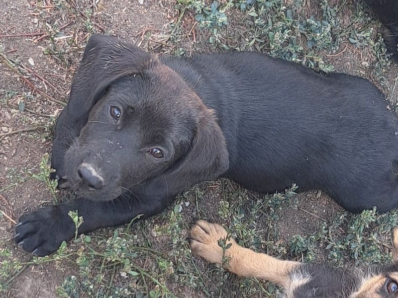 Kleiner Norman ( * 06/2026 ) sucht seine Familie