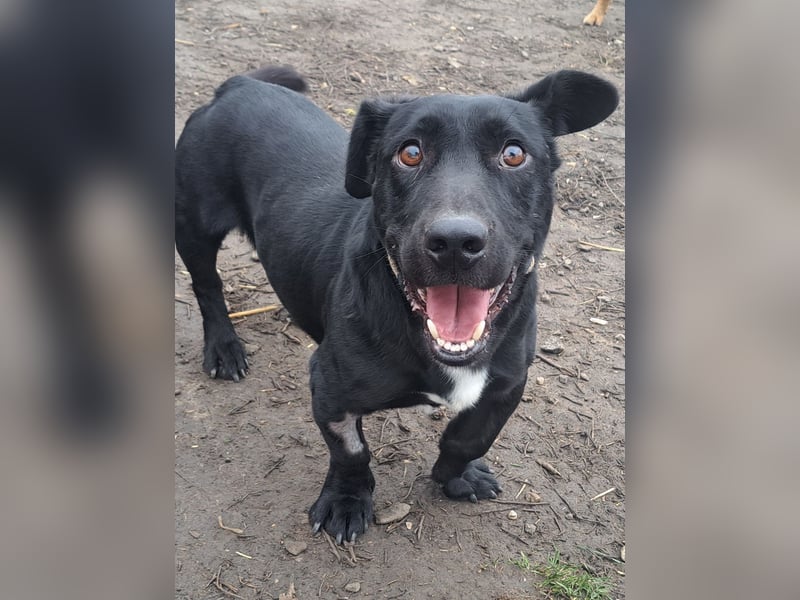 Kleiner Elvis ( * 04 / 2021 ) sucht seine Menschen