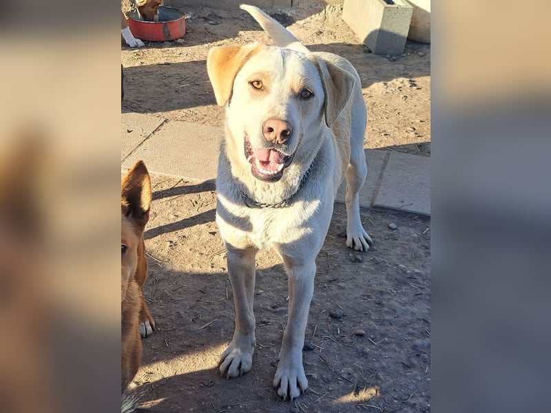 Süßer Latte ( * 12.2024 ) sucht seine Menschen