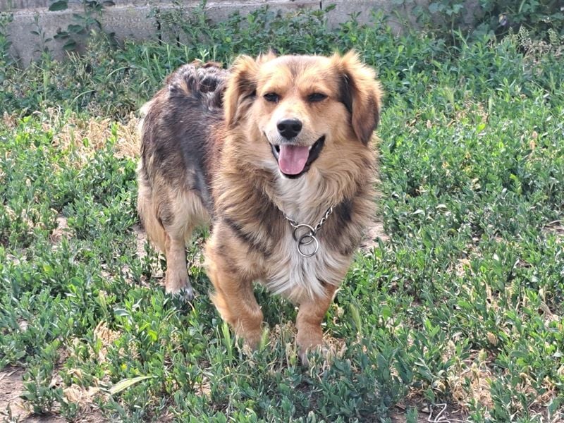 Kleiner Teddy (*07/2024 ) sucht seine Familie