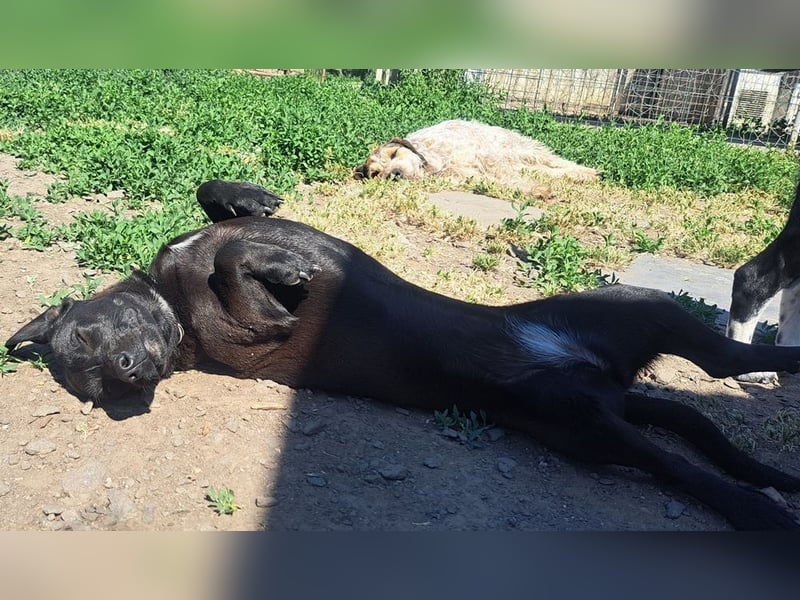 Kleine Tessa ( * 05/2025 ) sucht ihre Menschen