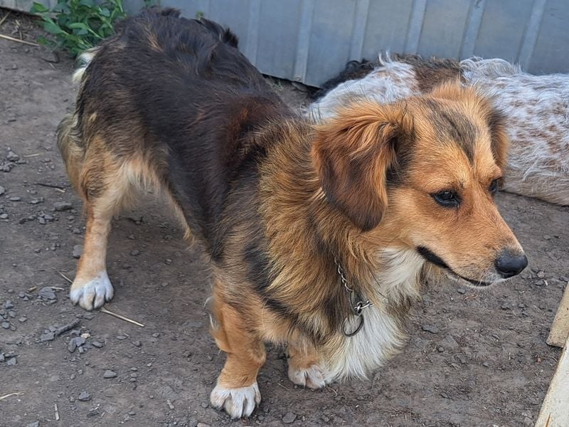Kleiner Teddy (*07/2024 ) sucht seine Familie