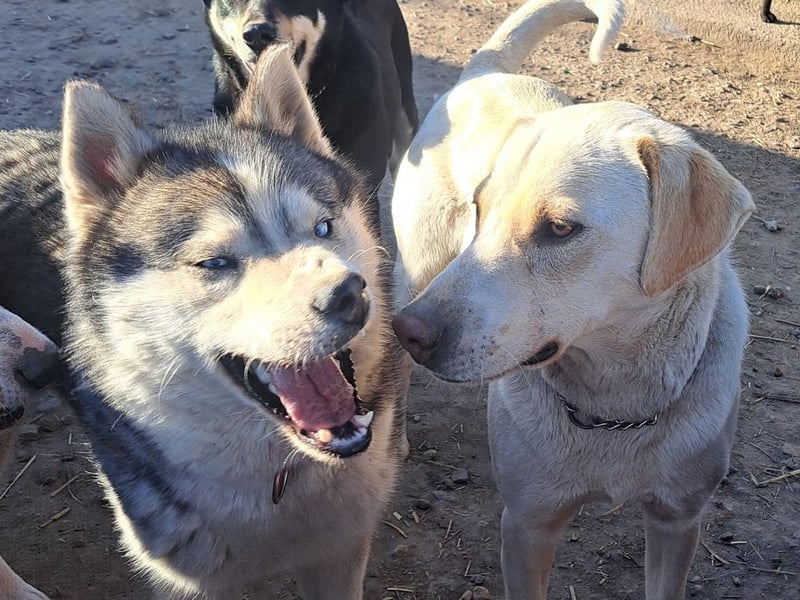 Süßer Latte ( * 12.2024 ) sucht seine Menschen