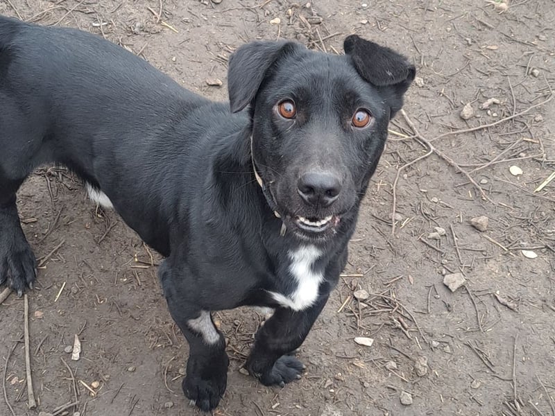 Kleiner Elvis ( * 04 / 2021 ) sucht seine Menschen