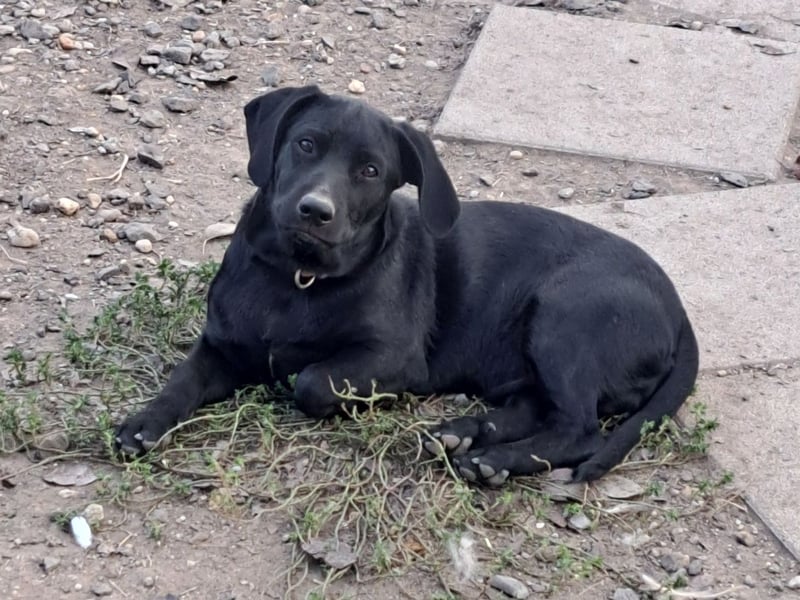 Kleine Tessa ( * 05/2025 ) sucht ihre Menschen