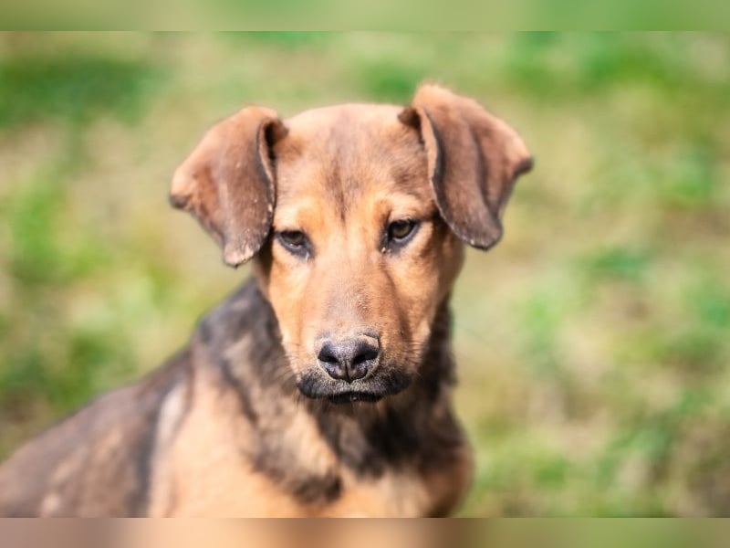 Kleiner Jinn ( * 08/2025 ) sucht seine Familie