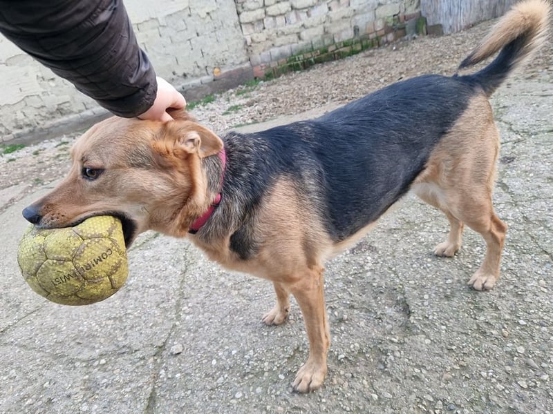 Kleiner Jesse ( * 06/2019 ) sucht seine Menschen