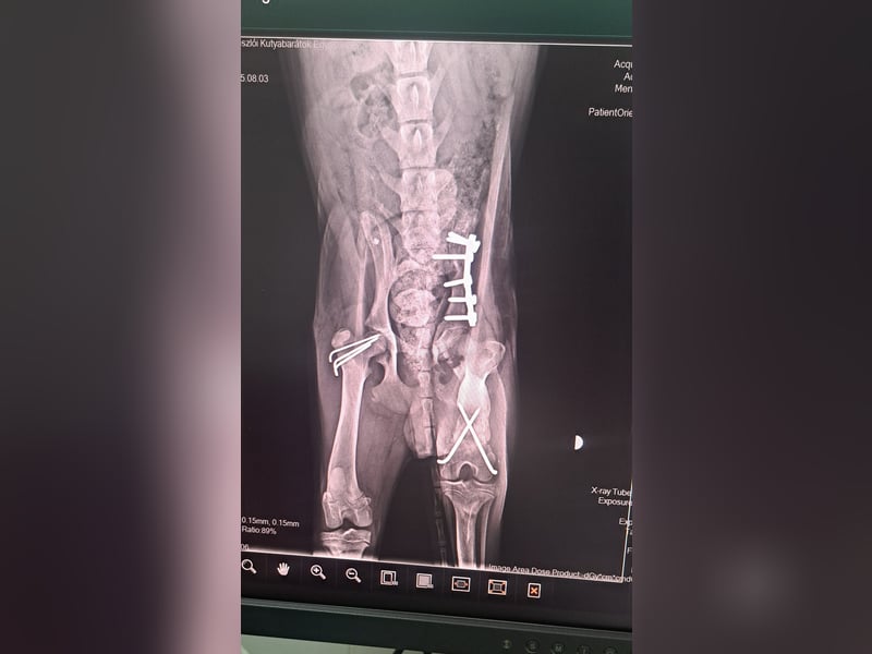 Kleiner Mango ( * 08/2025 ) sucht seine Familie