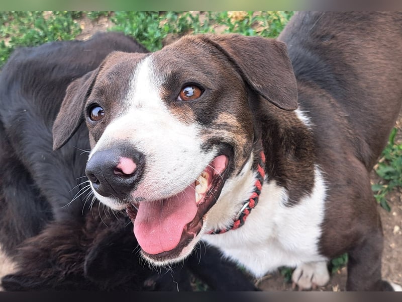 Mylo ( * 05/2024 ) sucht seine Menschen