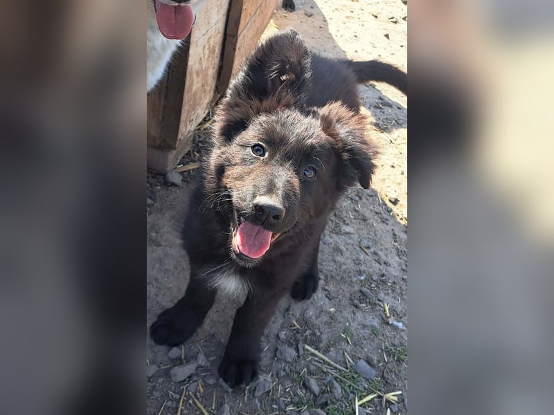 Kleiner Semir sucht seine Menschen