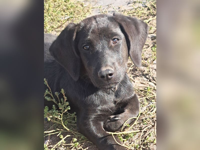 Kleiner Norman ( * 06/2026 ) sucht seine Familie