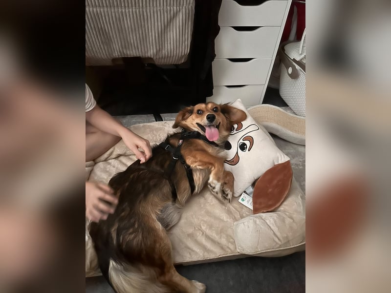 Kleiner Teddy ( * 07 / 2024 ) sucht dringend neues Zuhause