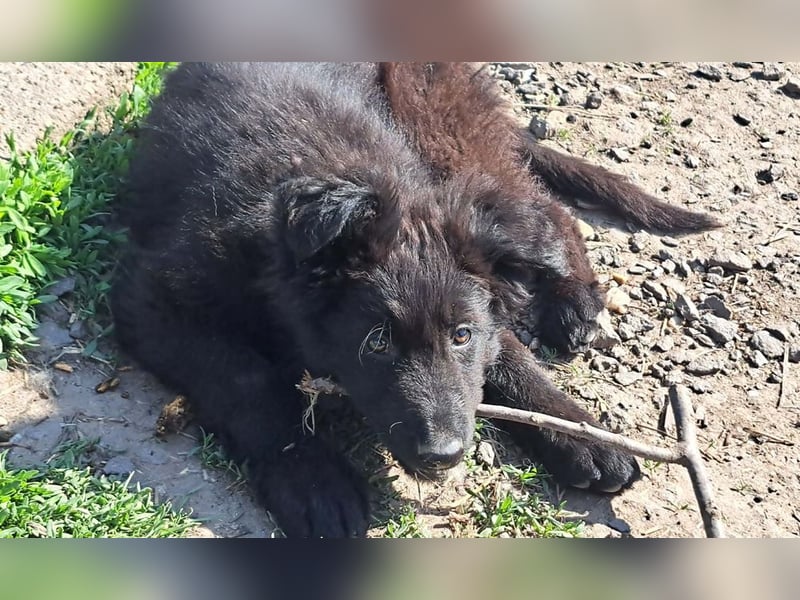 Kleiner Semir sucht seine Menschen