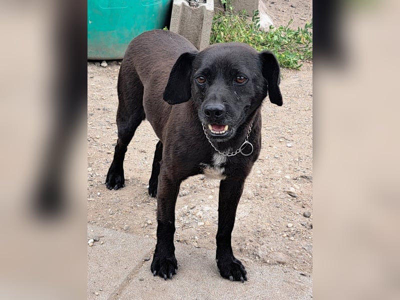 Indy ( * 07 / 2018) sucht ihre Menschen
