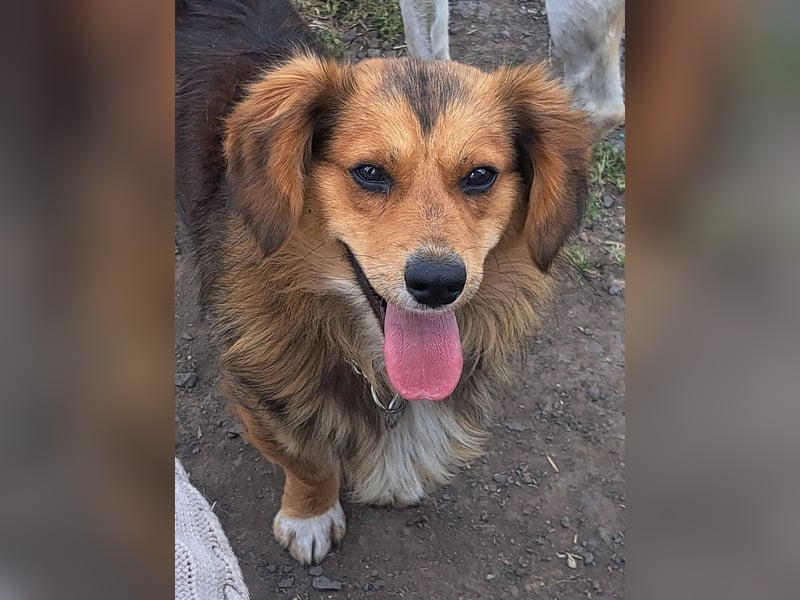 Kleiner Teddy (*07/2024 ) sucht seine Familie