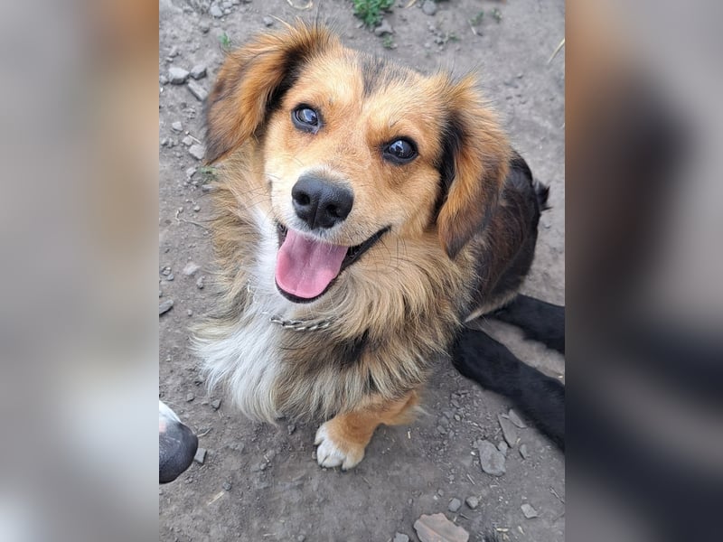 Kleiner Teddy (*07/2024 ) sucht seine Familie