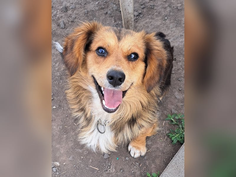 Kleiner Teddy (*07/2024 ) sucht seine Familie