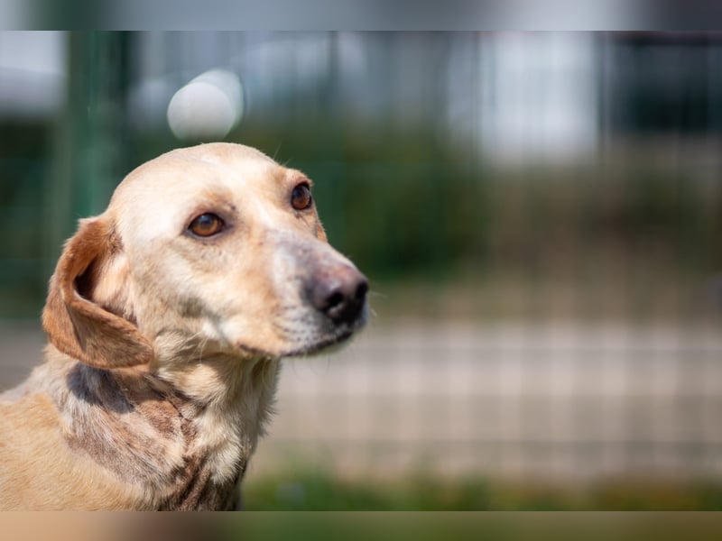 Freundliche J.J ( * 02 / 2023 ) sucht ihre Familie