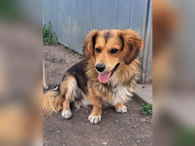 Kleiner Teddy (*07/2024 ) sucht seine Familie
