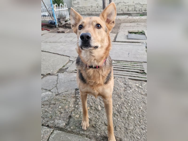 Kleiner Jesse ( * 06/2019 ) sucht seine Menschen