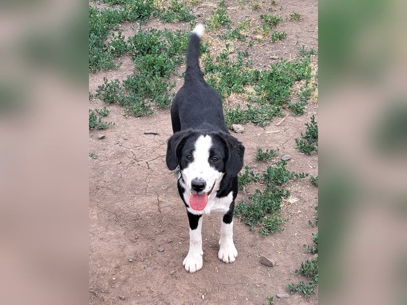 Kleine Polly ( * 11/2025 ) sucht ihre Menschen