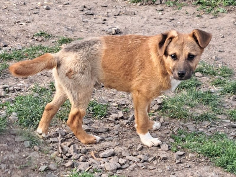 Kleiner Mango ( * 08/2025 ) sucht seine Familie