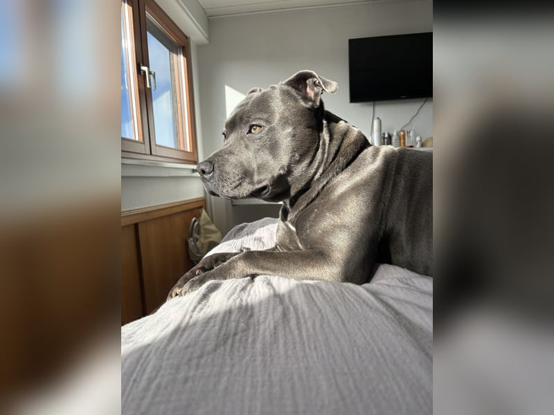 Bulldoggen-Mix Balu 2,5 Jahre sucht eine Zuhause