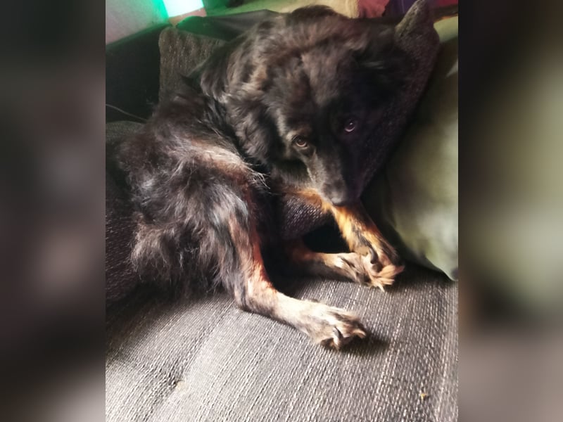 Hündin zu vermitteln