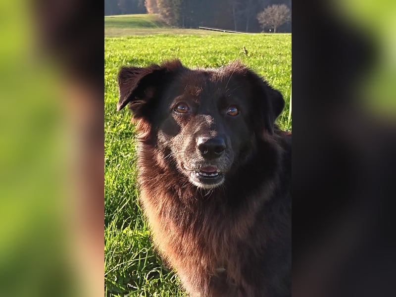 Bijou- unsere black Beauty sucht ein zuhause