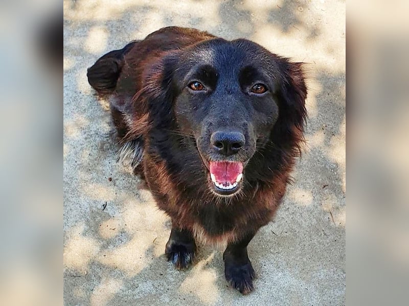 Bijou- unsere black Beauty sucht ein zuhause