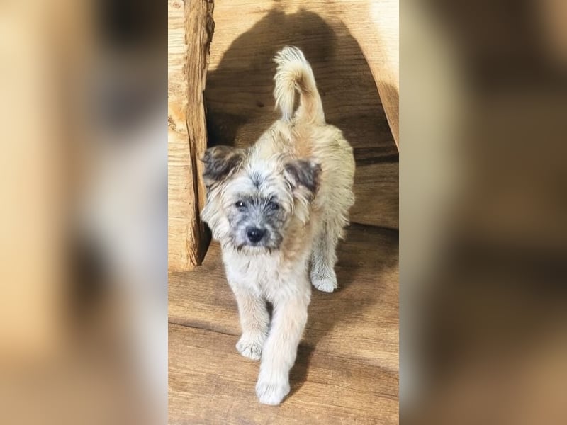 LEO sucht sein Für-Immer-Zuhause