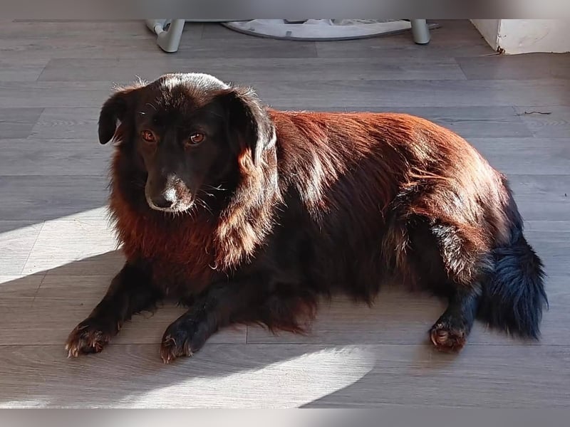 Bijou- unsere black Beauty sucht ein zuhause