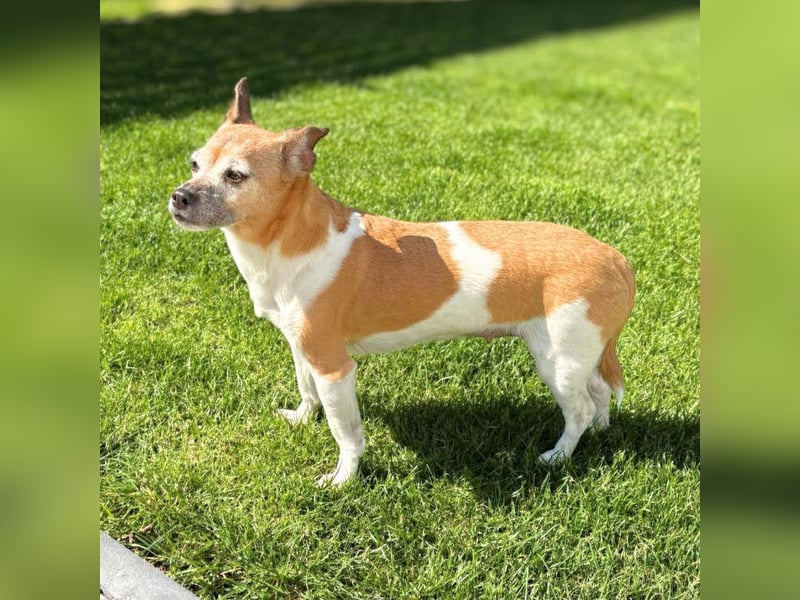 Bella - ist nähebedürftig