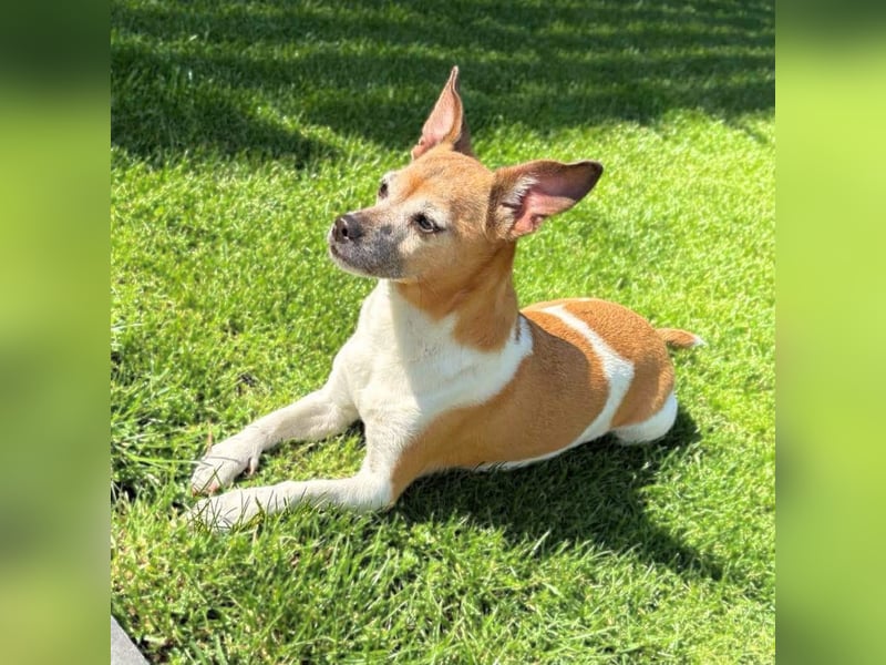 Bella - ist nähebedürftig