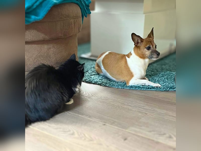 Bella - ist nähebedürftig