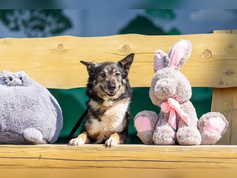 Ruhige Abi sucht ihren Platz (45770 Marl-Sinsen)