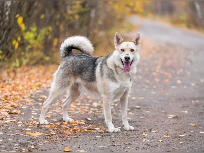 Freundlicher und aktiver Ford sucht seine Familie