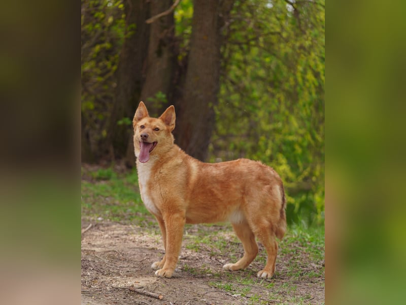 Wunderschöne Vesta sucht ihren platz