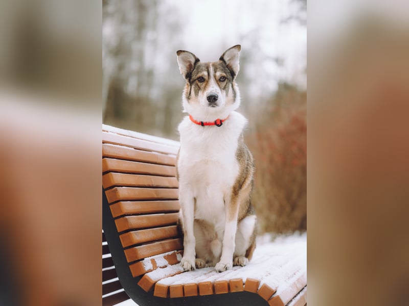 Traum zuhause für Choppy gesucht