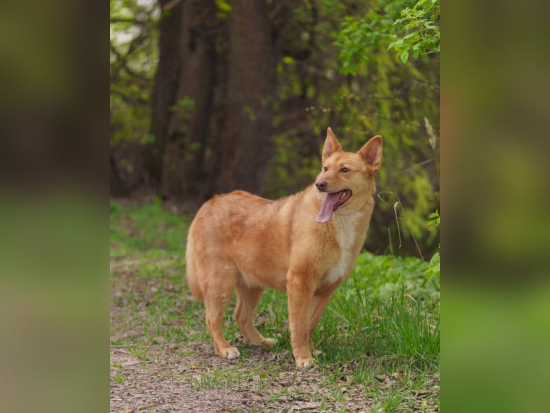 Wunderschöne Vesta sucht ihren platz