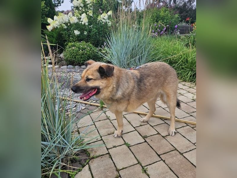 Mukhtar auf drei beinen durchs leben